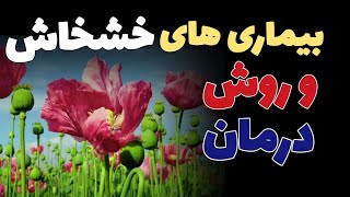 روش کنترل و درمان امراض گیاه خشخاش | چرا برگ ها زرد شده و خشک میشود؟