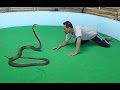 Шоу со змеями. Таиланд, Пхукет. Snake show. Thailand, Phuket