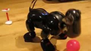 Sony Aibo... Trick by Aibo Addicts 4,104 views 15 years ago 22 seconds