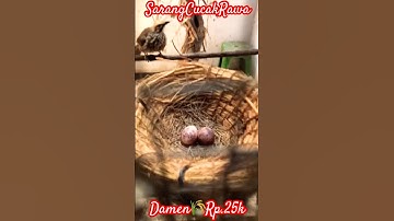 Sarang Burung Cucak Rawa Pakai Damen/Pohon Padi🌾 #cucakrowo #cucakrawa #sarangcucakrawa #birds