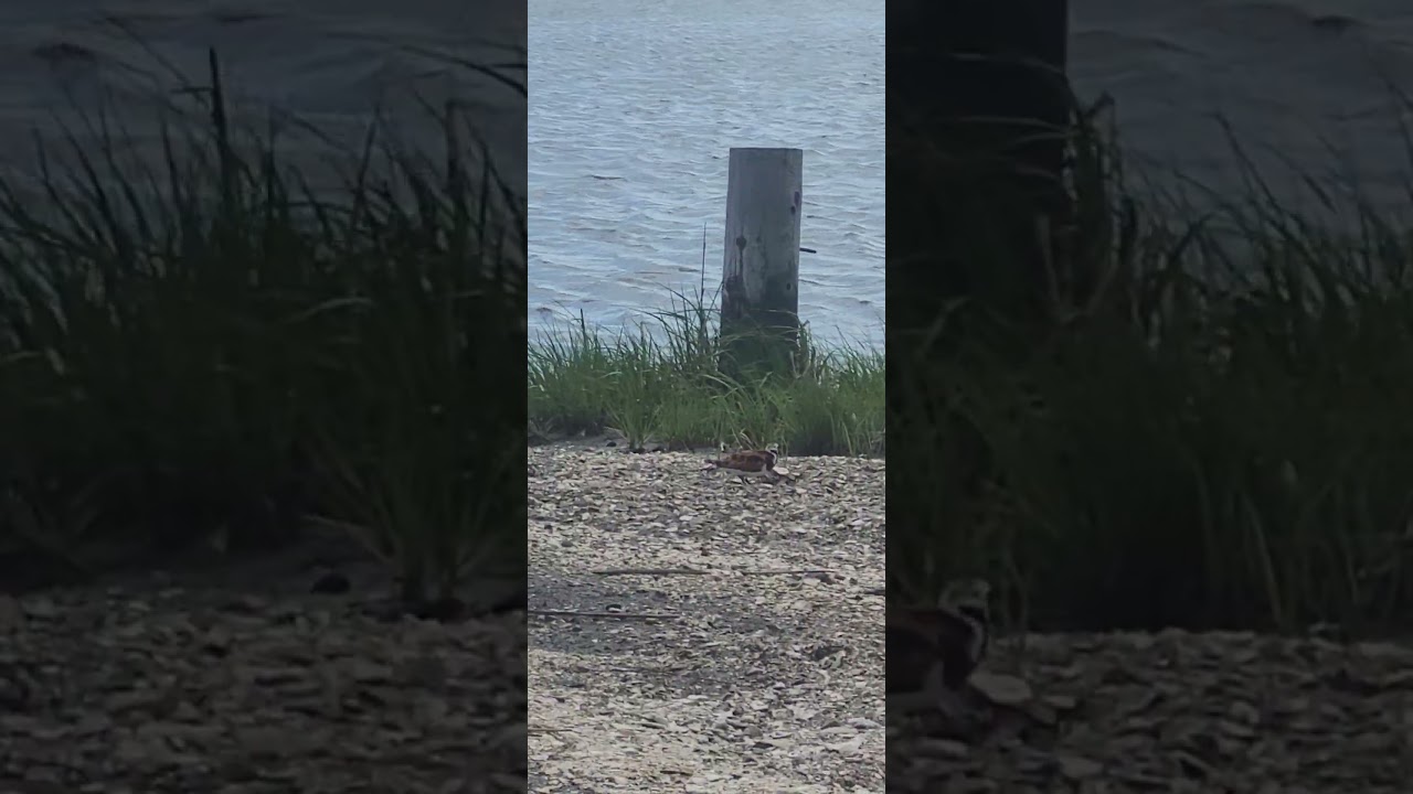Cute shore birds Ruddy Turnstones foraging for food at marsh.