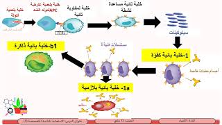 الصف الثاني عشر   المسار العلمي   الأحياء    الخلايا الذاكرة  ملخص لخلايا الجهاز المناعي المتخصص