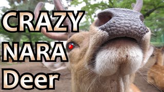 crazy deer of nara japan nara park