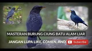 Kicauan burung CIUNG BATU gacor dari alam liar cocok buat masteran burung kicau lain