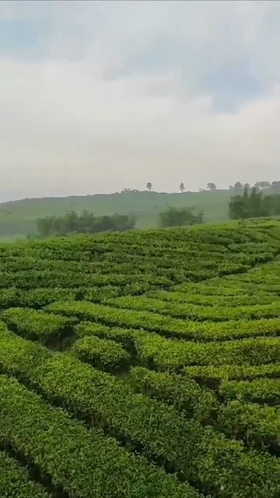 Pesona pagi hari di kebun teh Pagar alam