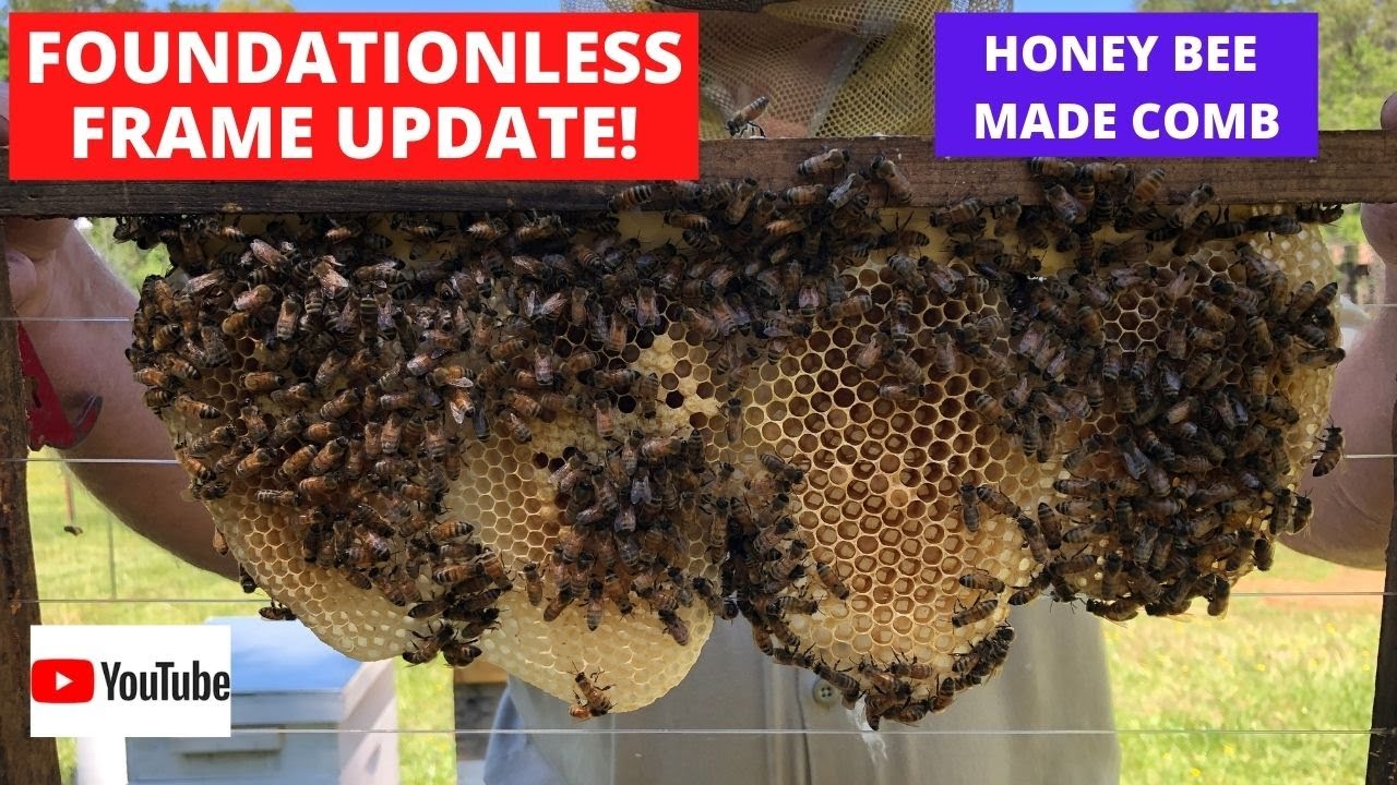 UPDATE ON FOUNDATIONLESS FRAME HIVE!  LOOK AT THE BEAUTIFUL HONEY BEE MADE COMB!