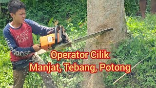 Semangatnya Anak Kecil Tebang Pohon Jabon d kebon - STILH MS 440