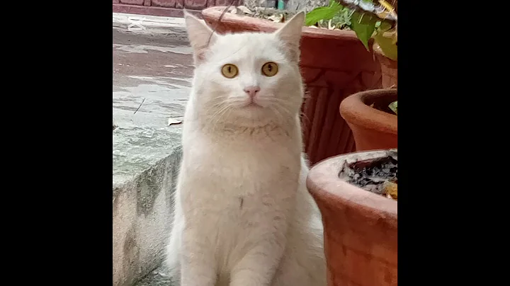 Video 7165391: funnycats pets catlover cats, pets funnycats catlover cute, cats pets catlover funny, catlover black cats, cute cat cutie