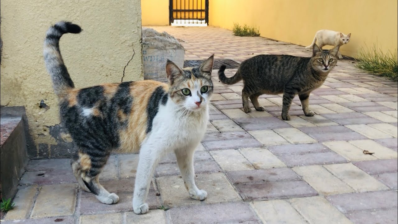 Cat lover video beautiful cats || many cat around me meow meow cats video 🐈‍⬛🐈