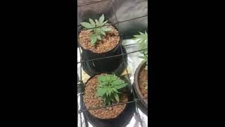 Grow#1 VIDEO#2