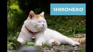ShironekoCatsLazyVideo 2017