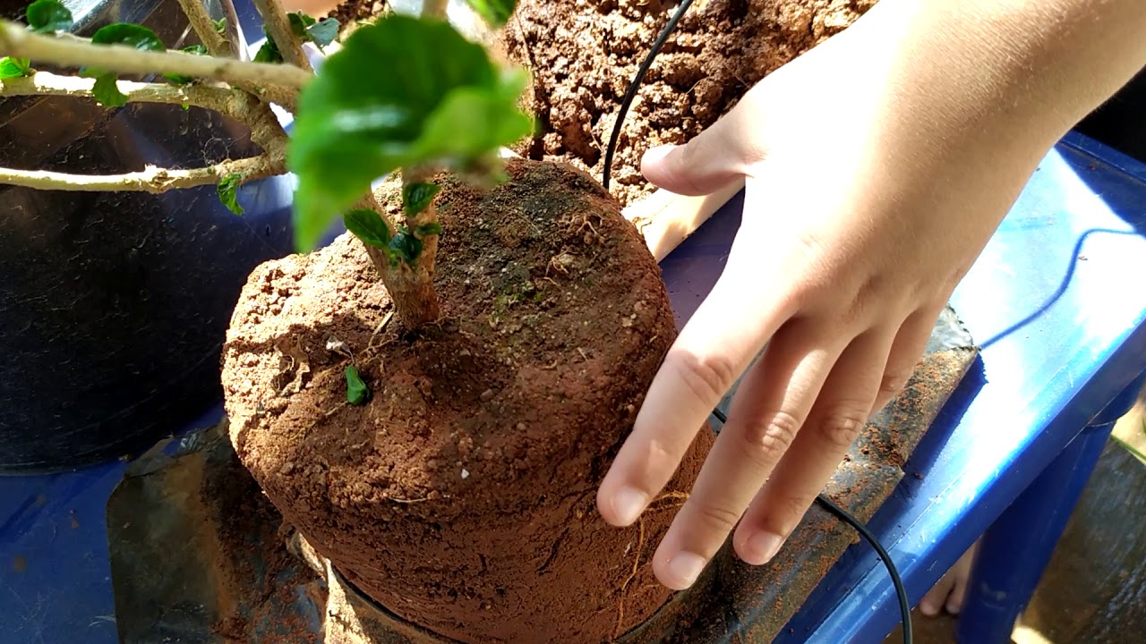 Let's grow Ep 19 How to transplant a nursery bought Hibiscus plant YouTube