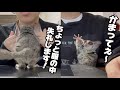 構って欲しい仕草が可愛すぎるお猿 A monkey that wants its owner to care