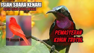 Masteran kenari roll bagus untuk isian burung konin jeda