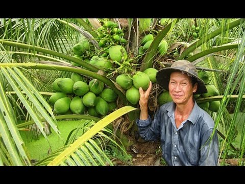 Video Dừa xiêm Tân Mỹ Chánh mang lại hiệu quả kinh tế cao - youtube