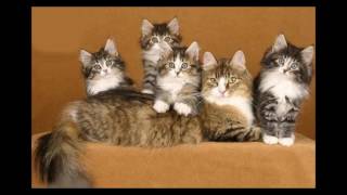 Norwegian Forest Cat and Kittens | History of the Norwegian Forest Cat Breed by Rony Animal World 356 views 7 years ago 4 minutes, 14 seconds