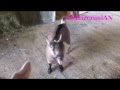 Taylor Swift - I knew you were trouble (Goat remix - Full Song)