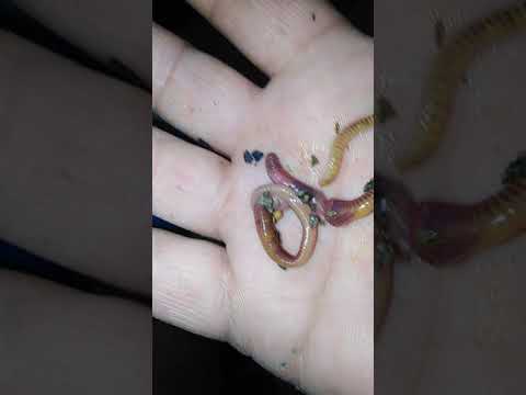 تكاثر دود ريد وجلر