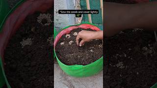 How to Grow कोथिंबीर from Seeds 🌱🌿#coriander #dhania #growfromseed #organicgardening #ytshorts