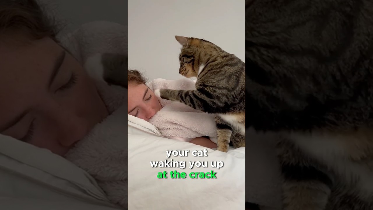 Why Does Your Cat Wake You Up at Dawn? 🐾😺  