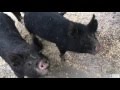 動物ふれあい-黒豚 渋川動物公園（岡山） の動画、YouTube動画。