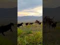 بهشت گم شده در دل آذربایجان mp3