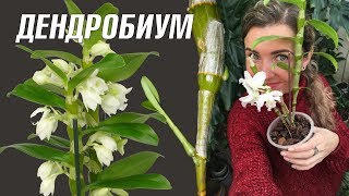 ОРХИДЕЯ ДЕНДРОБИУМ НОБИЛЕ  уход в домашних условиях 🌸 Dendrobium nobile