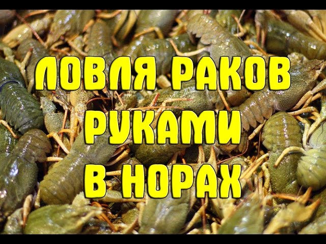 Ловля раков руками в норах на речке Гнилопять