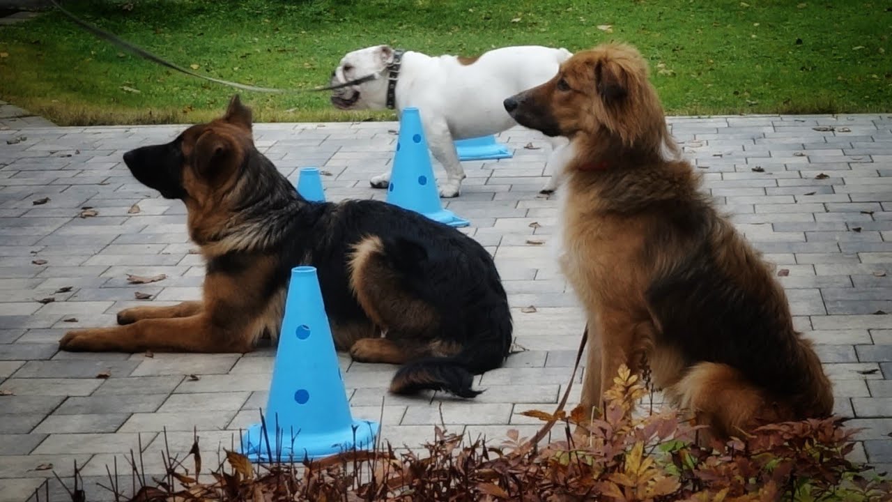 Урок в группе щенков 