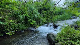 Green Stream Flow and Tranquil Nature Ambience for Healing Sleep, Focus, Meditation and Study