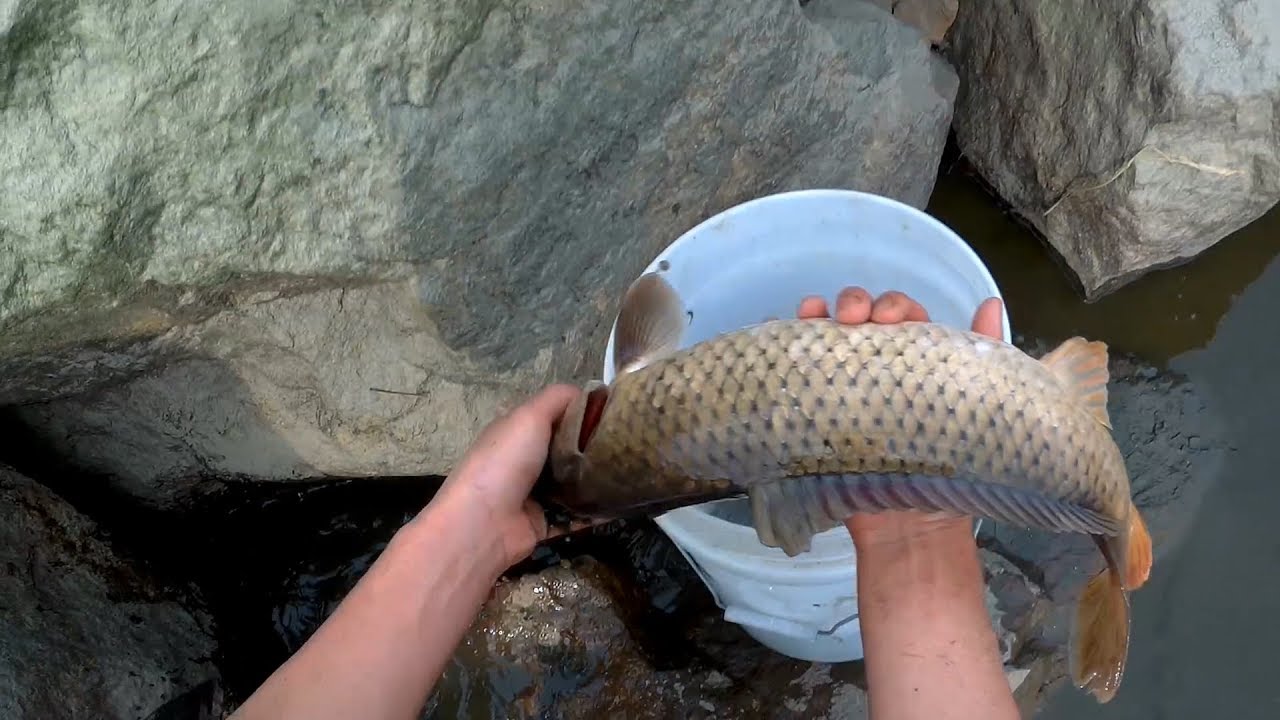 맨손으로 고양이 밥을 잡아보았다