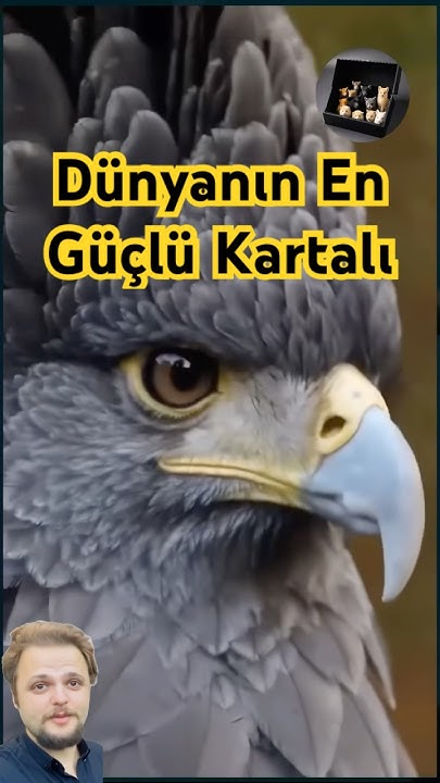 Harpia Kartalı ? Dünyanın en güçlüsü! - YouTube