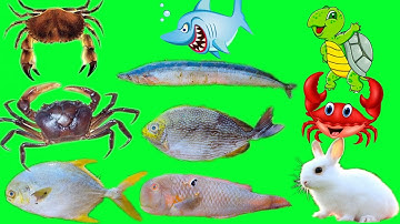 Thỏ Vlog Đi Bắt Cua Dưới Mương Nước, Tìm Thấy Con Rùa Nhiều Màu Sắc  - Phần 37