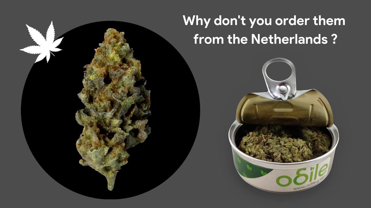 Odile. CBD from Amsterdam