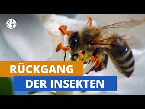 Insekten in Gefahr | Planet Schule