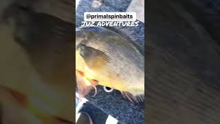 Famous 50CM+ Yellowbelly On Primal Spinnerbaits #shorts #river #summer Wealth