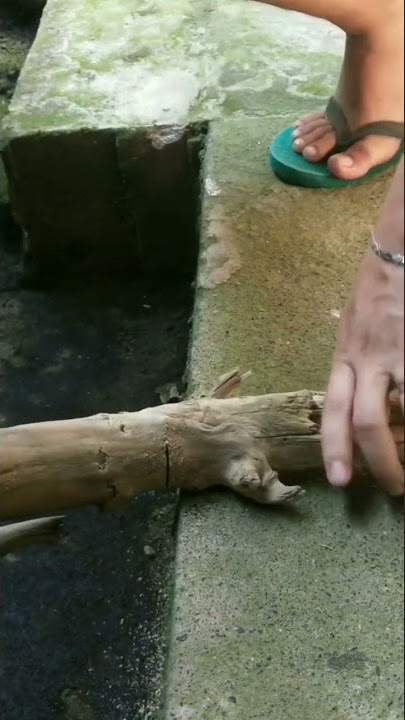 DIY DRIFTWOOD for Aquascape