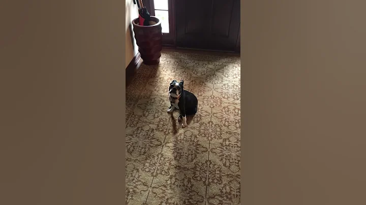 Lucy the Boston Terrier Loves to Spin