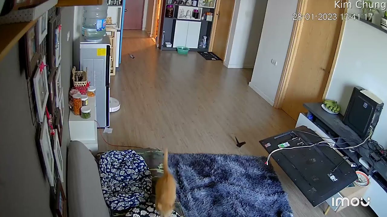 Cat Scares Itself Climbing on TV and Knocks Over PC