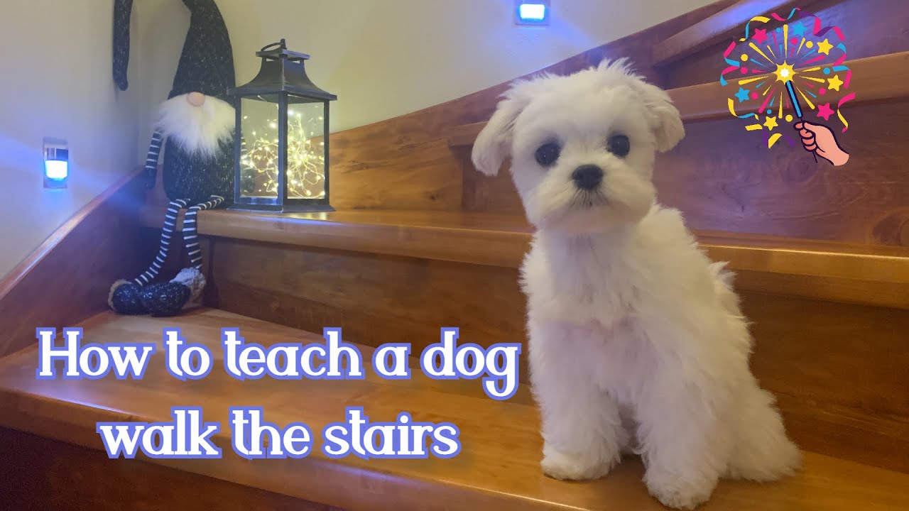 How Far Can You Walk A Maltese