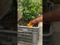 Morga plant care tips - using fruit peels as compost  #mograplant  #garden