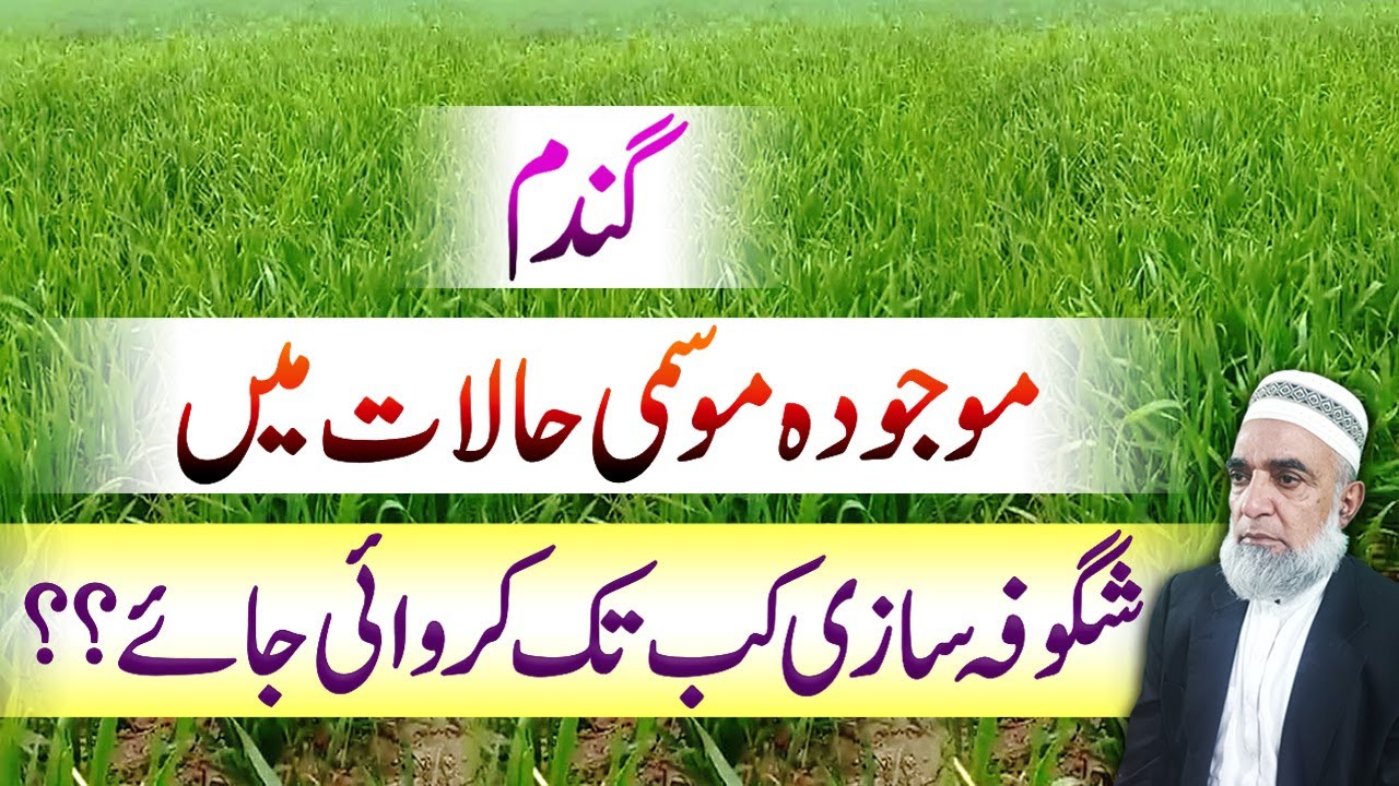 Wheat Tillering Management for High Production || Crop Reformer
