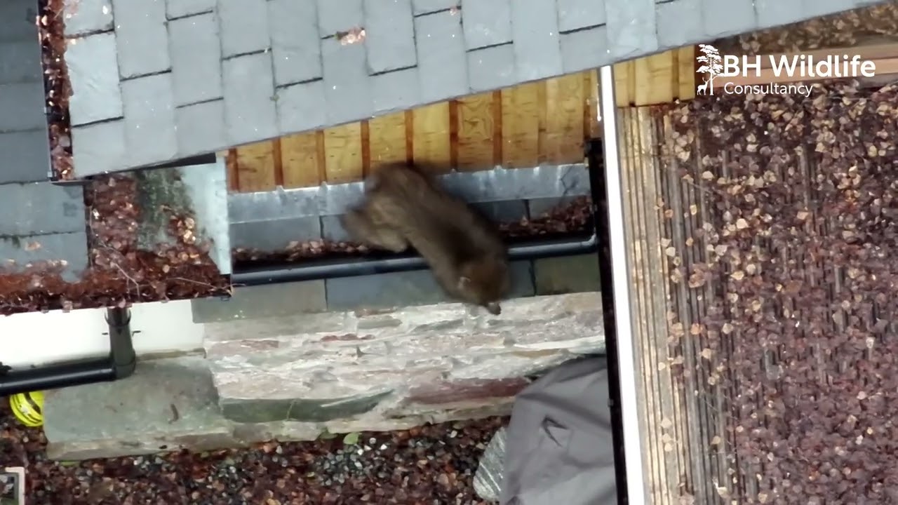 Finding the Japanese Macaque -1st February 2024