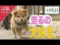 てちちてちち♪走る走る豆助♪【豆助通信】 13代目<柴犬・豆柴>