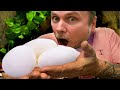 EXCITING BALL PYTHON EGGS LAID!! RARE CLUTCH of SNAKE EGGS!!| BRIAN BARCZYK
