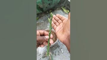 how to lemon tree growing #shorts#shortvideo #youtube