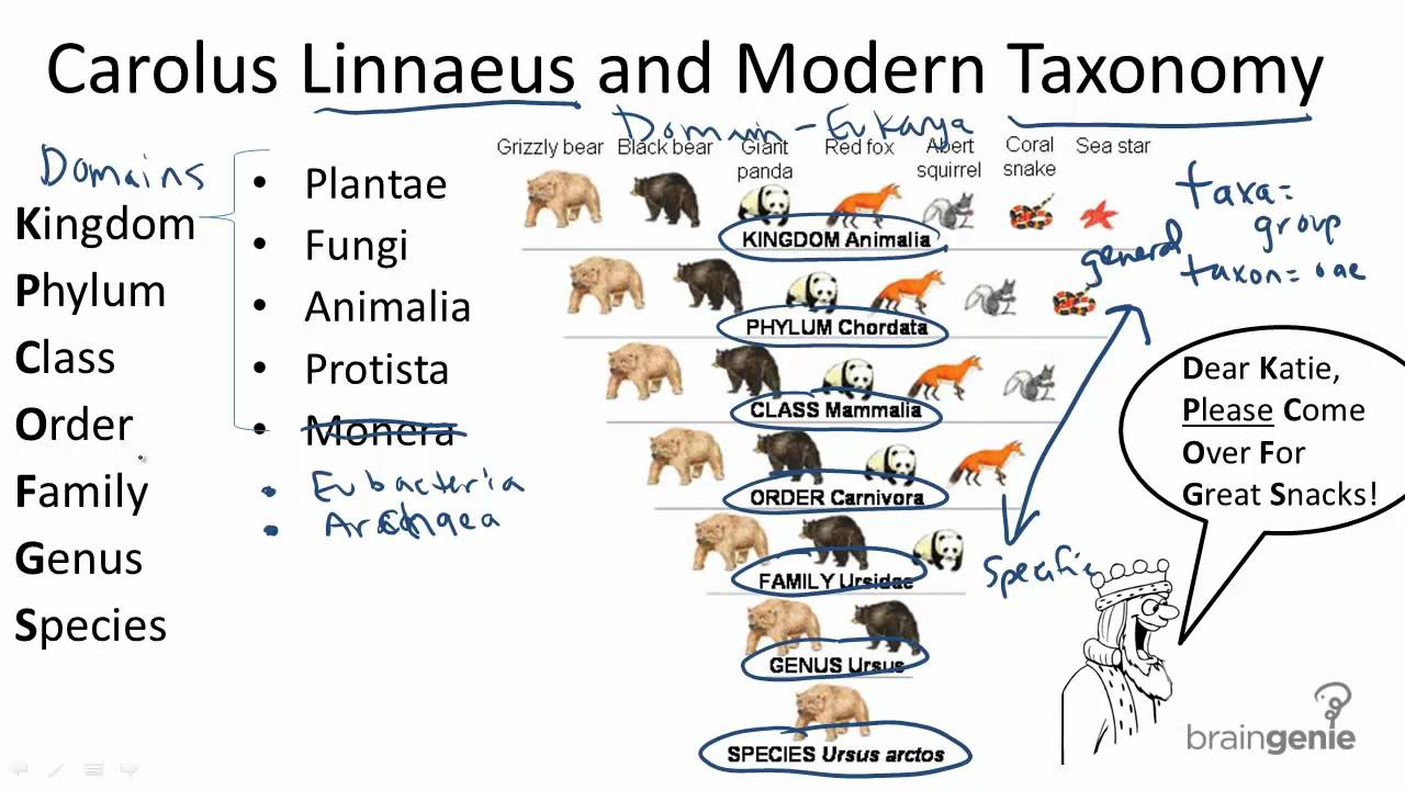 Linnaeus Classification System Chart