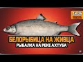 Белорыбица на живца Уклейки, рыбалка на реке Ахтуба — Русская Рыбалка 4