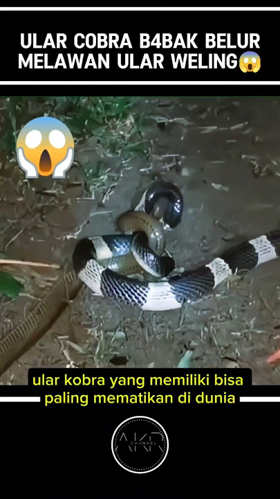 ULAR COBRA VS ULAR WELING⁉️😱#shorts