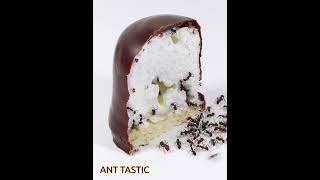Ants vs Marshmallow Timelapse Shorts